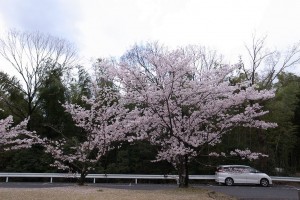 花吹雪